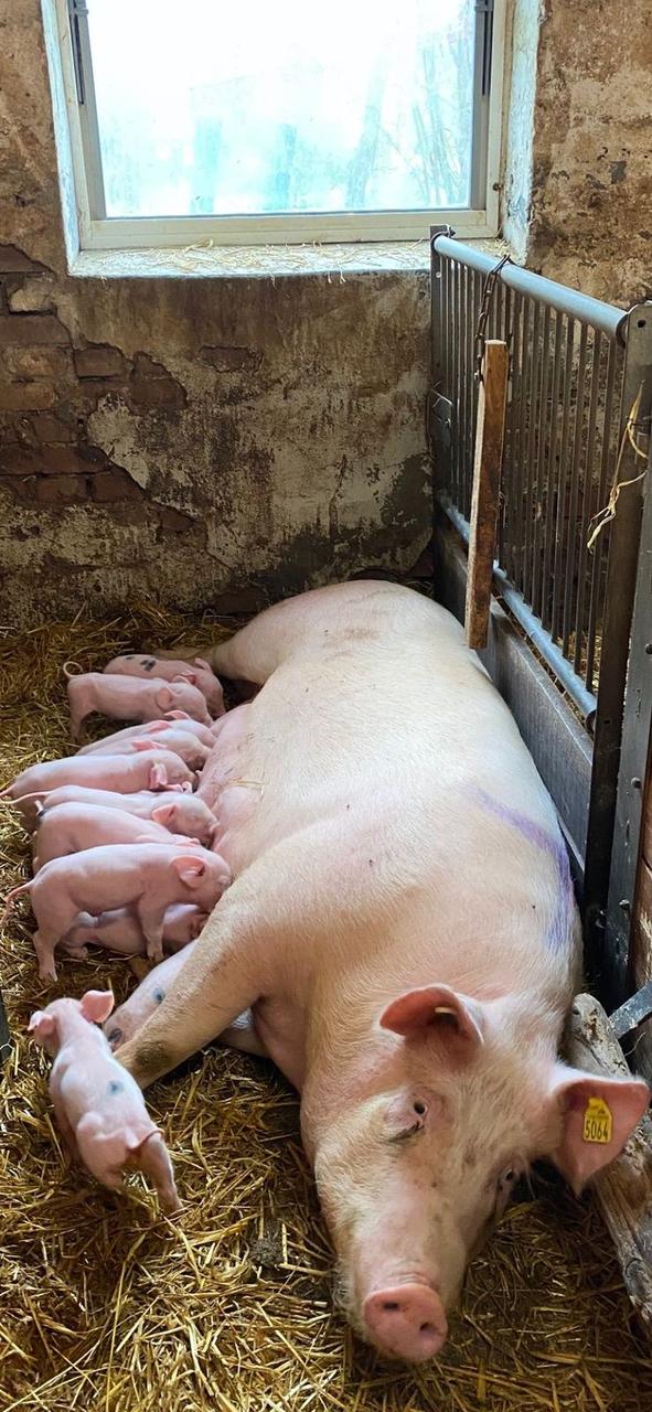 Muttersau säugt Ferkel im Strohstall