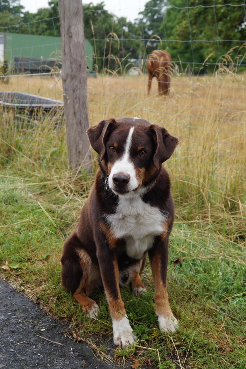 Der Hofhund des Neulandhofs Bettermann